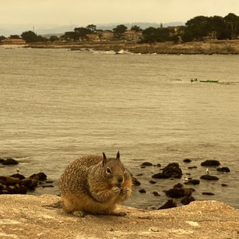 Lovers Point Park - He found a snack - Parks Near Me - Pacific Grove, California