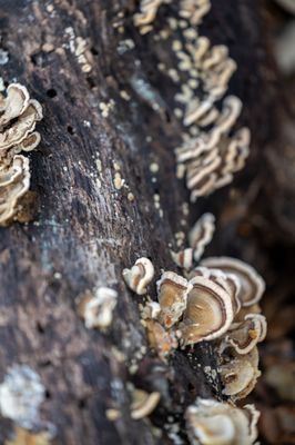 Santa Barbara Museum of Natural History by null