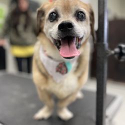 Bow Wow Beautiful Pet Spa - Puggle x by Jackie