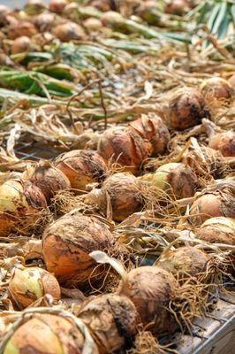 Forts Ferry Farm by null