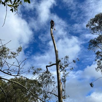 Lucatero Tree Services - Tree Services Near Me Lucatero Tree Services - Tree Services Near Me