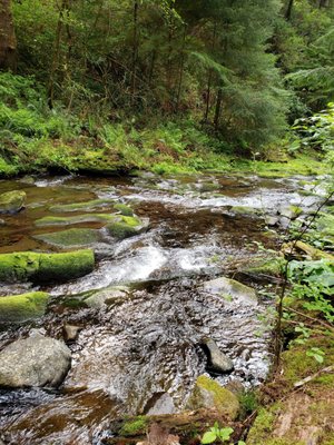 Oswald West State Park by null
