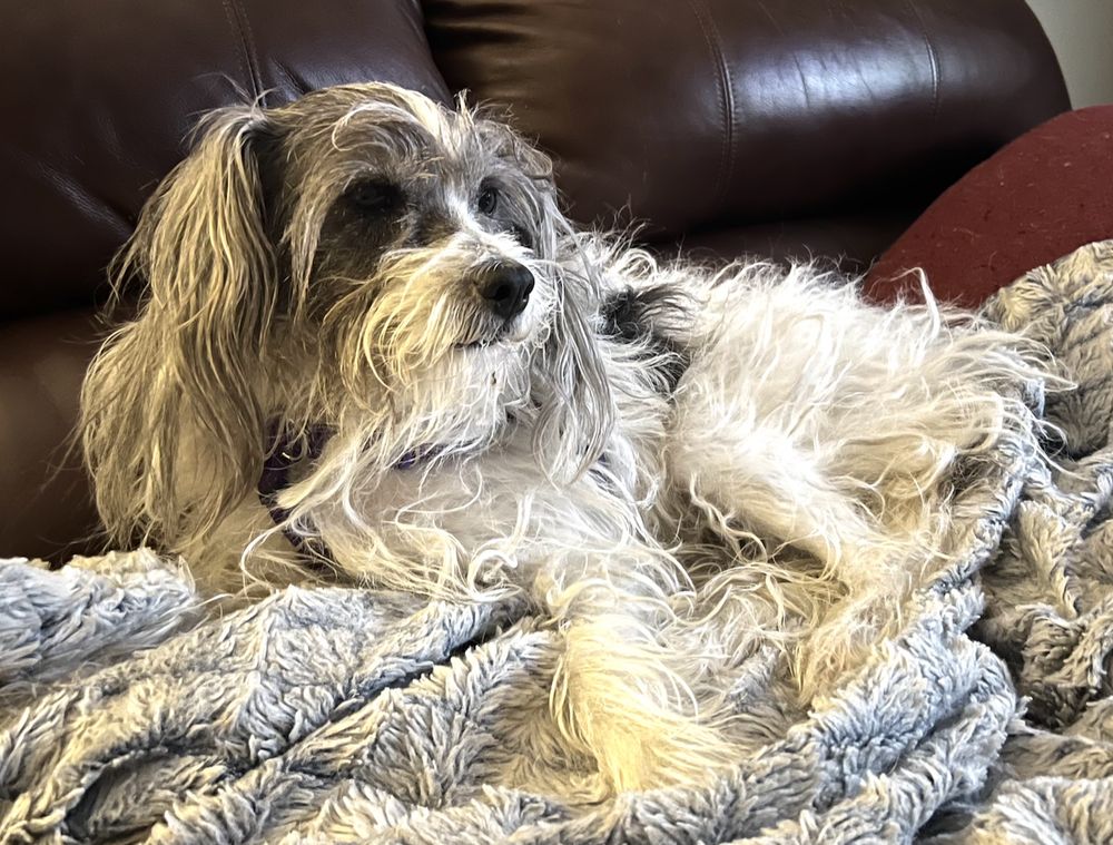 GRATEFUL GROOMING Updated September 2024 3060 65th St E, Inver