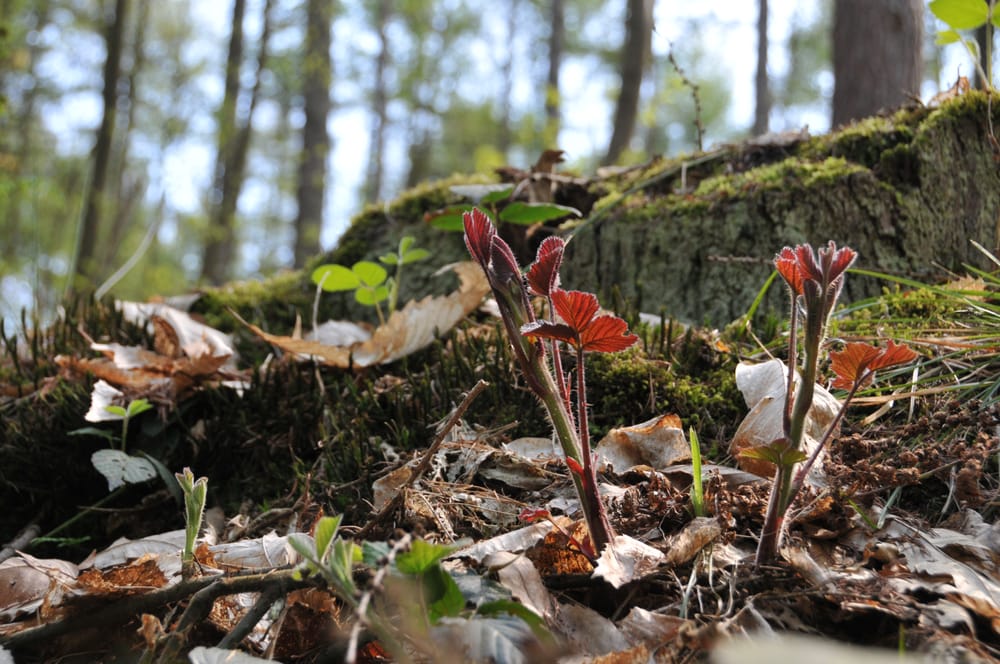 Hallerbos