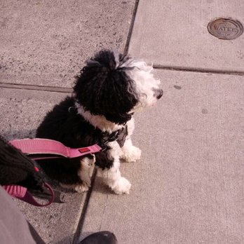 Wags And Wagons - Dog sitting on the sidewalk - Dog Walkers Near Me Wags And Wagons - Dog sitting on the sidewalk - Dog Walkers Near Me