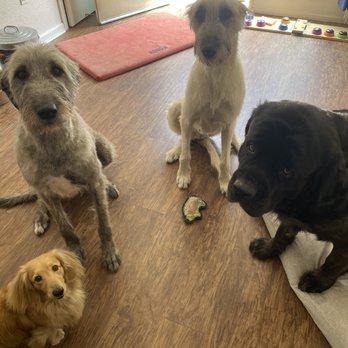 Suds 'N Scissors - Pet Stores Near Me - Carmel, California