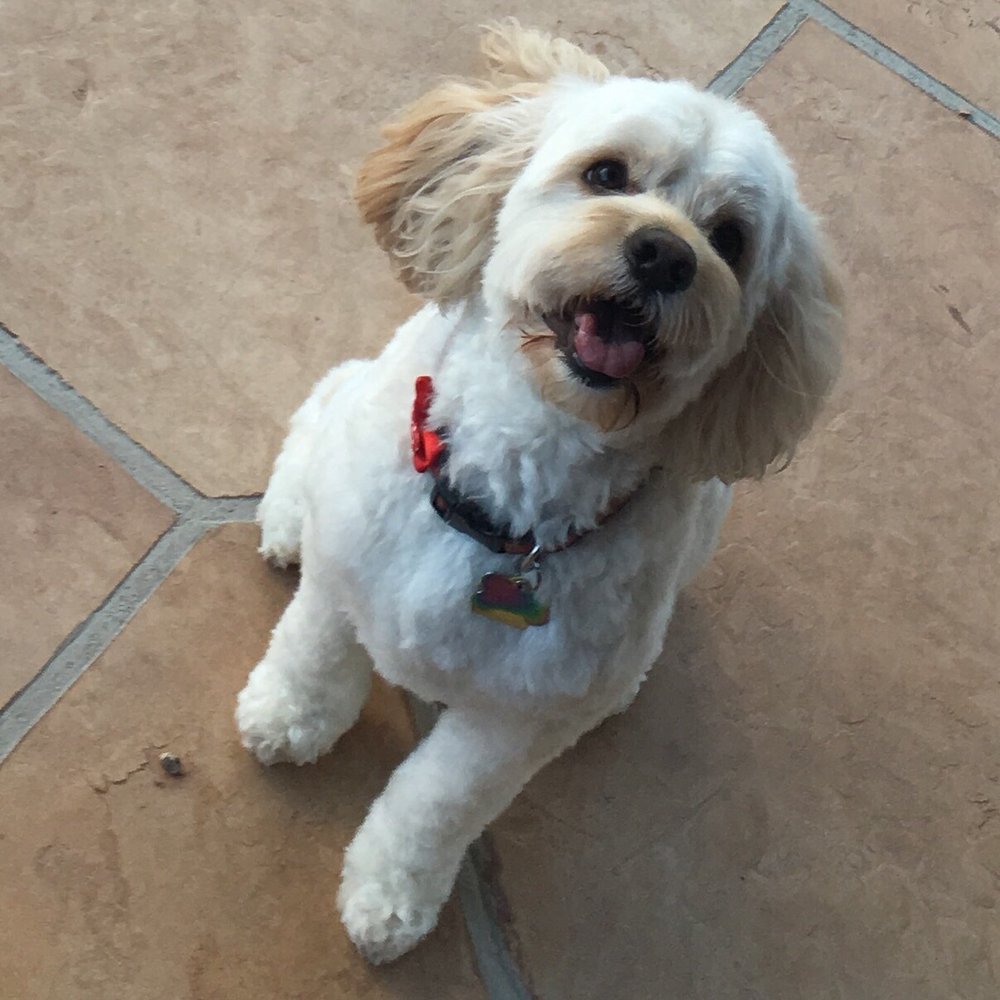Hap-E-Tails Mobile Pet Grooming - Roro and Sammy had their first beauty appointments with Cindi today and they are thrilled with the results! - Pet Groomers Near Me