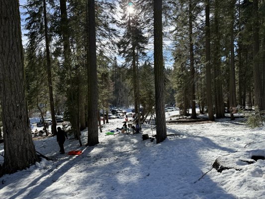 Sequoia National Park by null