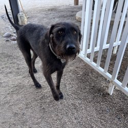 Black dog named zeki L