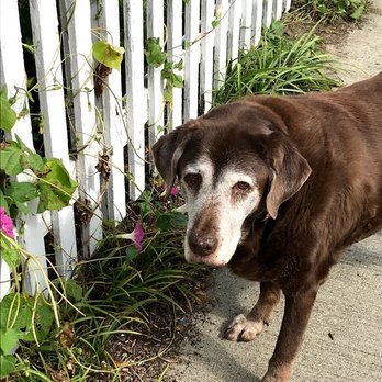 Noho Petsitters - Pet Sitting Near Me Noho Petsitters - Pet Sitting Near Me