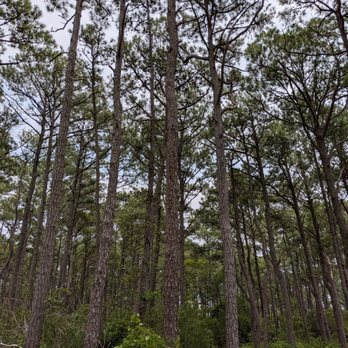 Assateague State Park - Life of the forest trail - Parks Near Me - Berlin, Maryland
