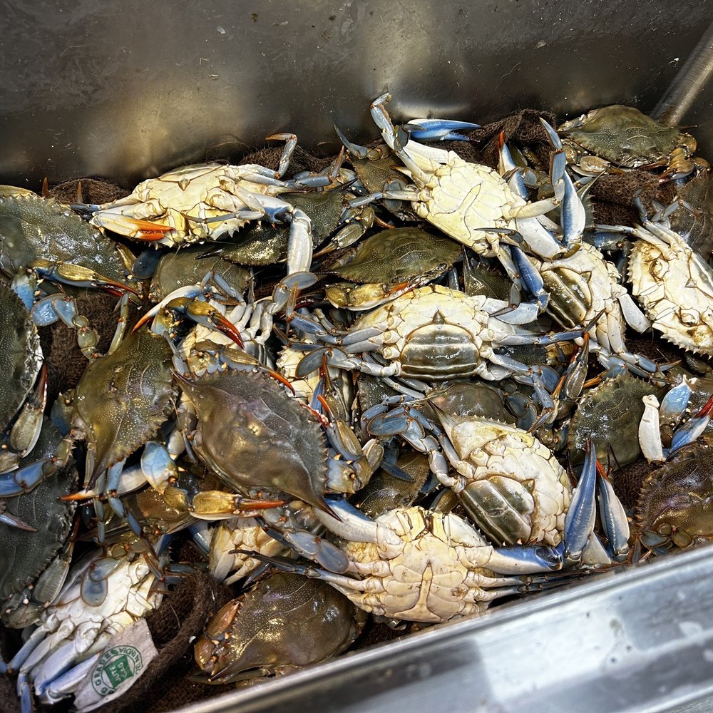 Live Blue Crabs For Sale In Jacksonville Fl ecampus.egerton.ac.ke