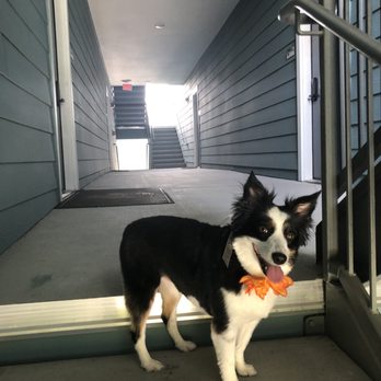 Runway Pet Grooming - Pet Groomers Near Me - Orlando, Florida