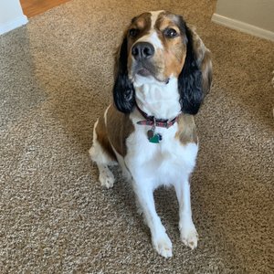 The Dirty Dawg Salon 17 Photos 14 Reviews Pet Sitting S 124th St Chandler Az United States Phone Number