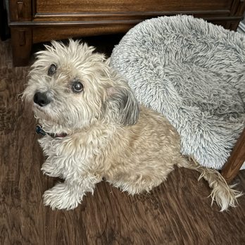 Paws and Sniffs Mobile Pet Spa - This is her before photo - Pet Groomers Near Me
