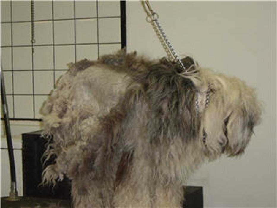 Doggy Styles Pet Services Image