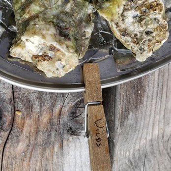 Glidden Point Oyster Farms - Wild tastes like a cocktail... free range oyster! - Seafood Markets Near Me - Edgecomb, Maine Glidden Point Oyster Farms - Wild tastes like a cocktail... free range oyster! - Seafood Markets Near Me - Edgecomb, Maine