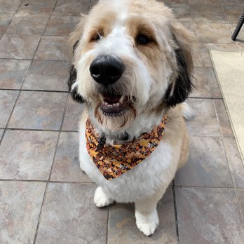 Hydrant Pet Center - After!!! Happy. Smells wonderful. Super soft. Can see again!!! (No hair over his eyes!) - Pet Groomers Near Me - Highland, Indiana