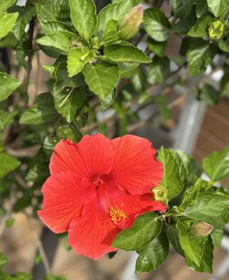 North Avenue Beach by null