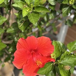 North Avenue Beach - Pretty flower