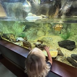 Flint RiverQuarium - Turtles