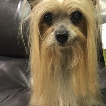101 Pets Grooming - Pet Groomers Near Me - Walnut, California 101 Pets Grooming - Pet Groomers Near Me - Walnut, California