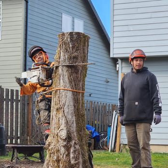 Mr. Tree - Tree Services Near Me - Portland, Oregon Mr. Tree - Tree Services Near Me - Portland, Oregon
