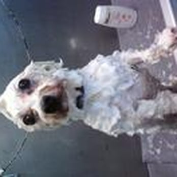 Elite Pet Styling - Oh my!looks like someones having too much fun! - Pet Groomers Near Me - Whitehall, Pennsylvania Elite Pet Styling - Oh my!looks like someones having too much fun! - Pet Groomers Near Me - Whitehall, Pennsylvania