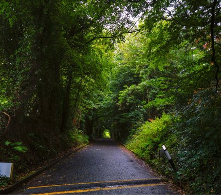 The Dark Hedges by null