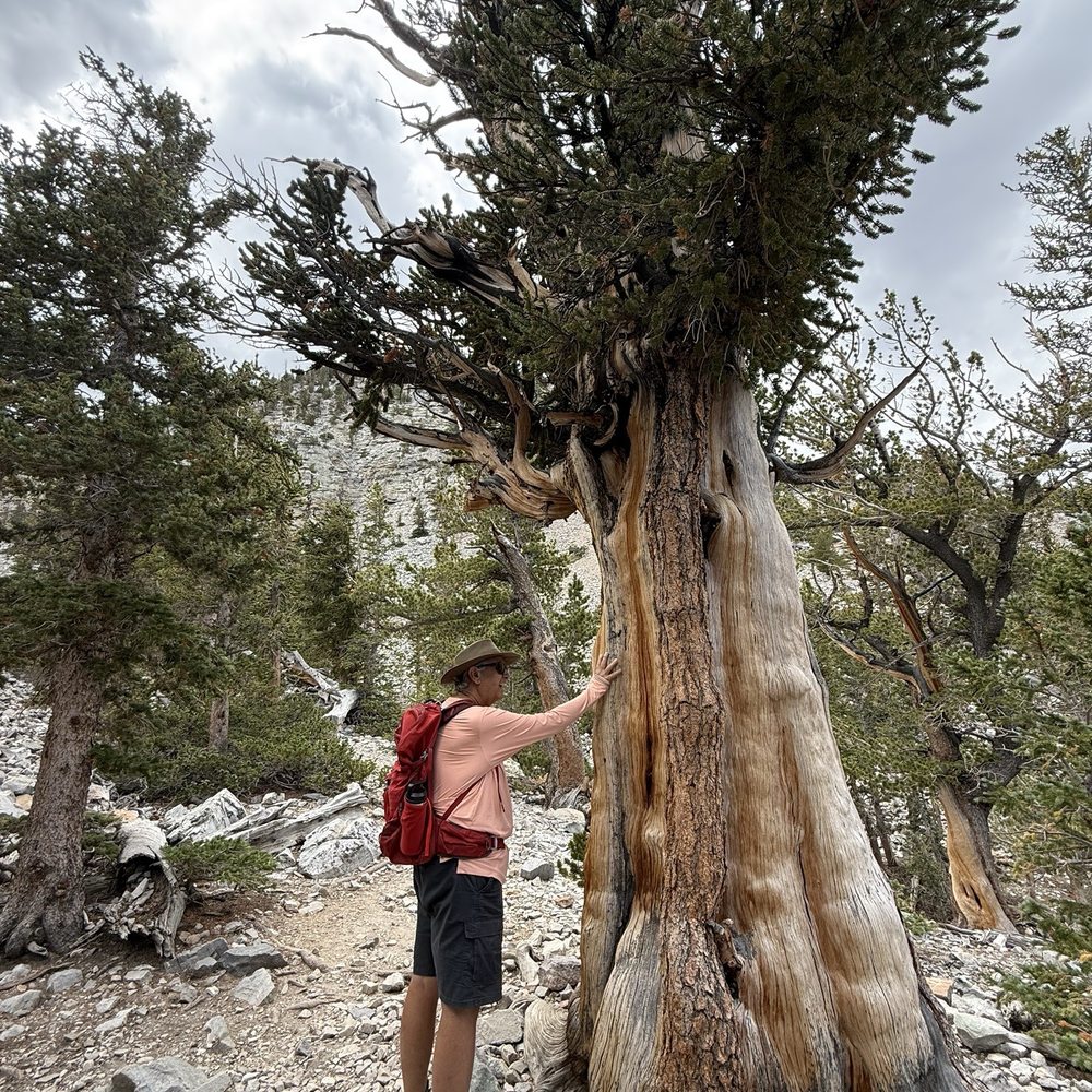 Great Basin National Park - This Bristle Cone is thousands of years old - Parks Near Me - Baker, Nevada