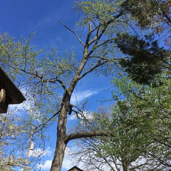 Z's Trees - Tree Services Near Me - Willis, Michigan Z's Trees - Tree Services Near Me - Willis, Michigan