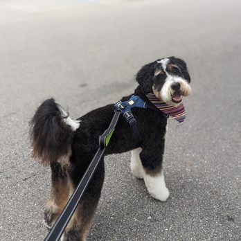 Dawg Gone Good Grooming - Pet Groomers Near Me - Greenacres, Florida