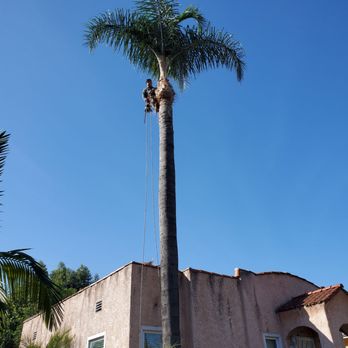 Green's Tree & Landscaping Care - Finished product - Tree Services Near Me - South Gate, California