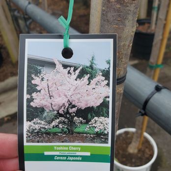 Pike Nurseries - Another cherry variety - Nurseries & Gardening Near Me - Charlotte, North Carolina