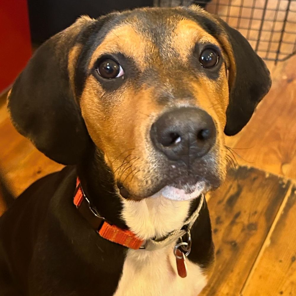 hlbb flea collar