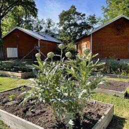 Artichokes growing in the garden