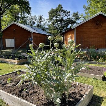 Coho Cottages - Artichokes growing in the garden - Vacation Rentals Near Me - Willow Creek, California