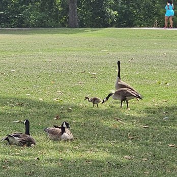 Piedmont Park - Parks Near Me - Atlanta, Georgia Piedmont Park - Parks Near Me - Atlanta, Georgia