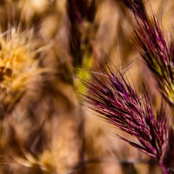 Journey In Common Photography Tours - The wild grasses of Sedona