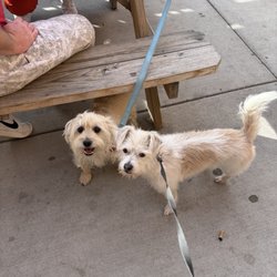 The Hideout Lounge - Doggies in the patio!