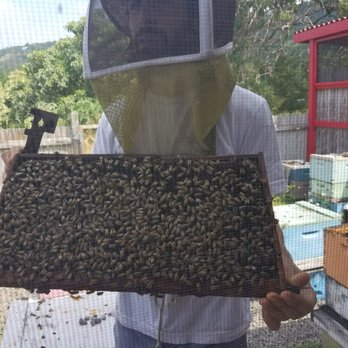 Big Island Bees - Honey Near Me - Captain Cook, Hawaii