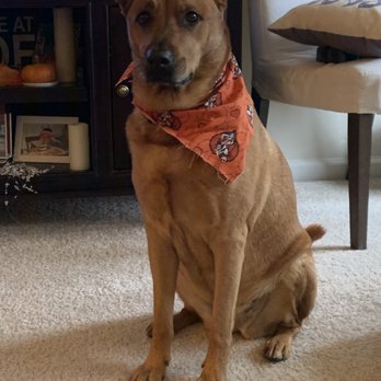 Petco - Pet Training Near Me - Nashville, Tennessee Petco - Pet Training Near Me - Nashville, Tennessee