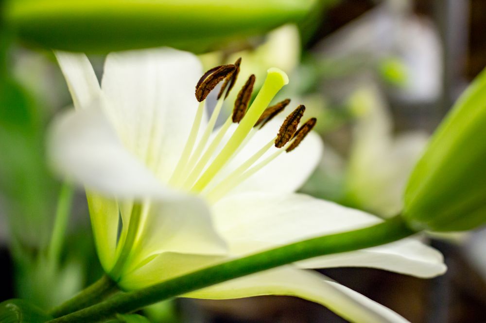 PRESCOTT FLOWER SHOP 104 Photos & 39 Reviews Florists 721 Miller