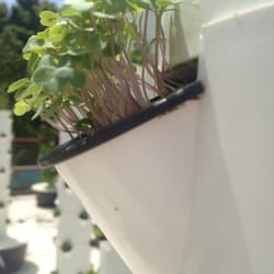 Chapala Gardens - Early growing stages