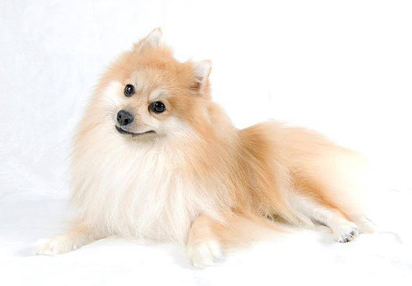Pampered Pooches - pet boarding facility in Goodlettsville, TN