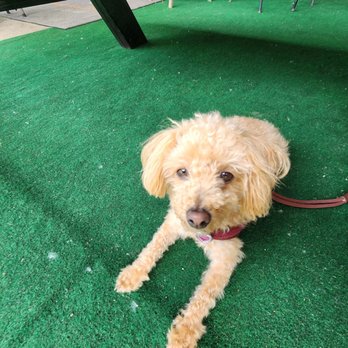Wicks Park Bar & Grill - Underneath the table...our pup resting and avoiding the heat - Bars Near Me - Saugatuck, Michigan Wicks Park Bar & Grill - Underneath the table...our pup resting and avoiding the heat - Bars Near Me - Saugatuck, Michigan