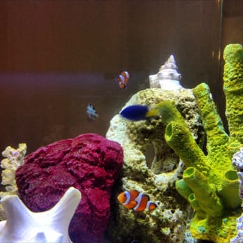 The Ocean Floor - New clown fish from The Ocean Floor. - Pet Stores Near Me - Phoenix, Arizona The Ocean Floor - New clown fish from The Ocean Floor. - Pet Stores Near Me - Phoenix, Arizona