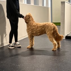 The Happy Dog Hotel