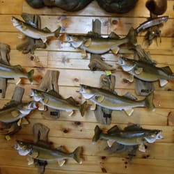Jim's Taxidermy - Lake Erie Walleye's waiting for customers to pick up. 2014