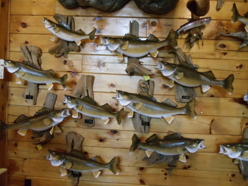 Jim's Taxidermy - taxidermy in Port Clinton, OH